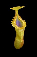 Nepenthes Eddsiana Yellow Form