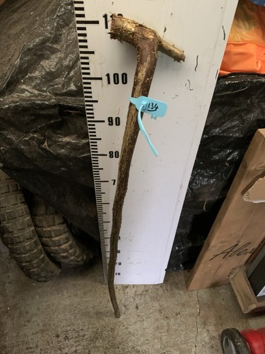 Hazel shank walking stick - walking, knob