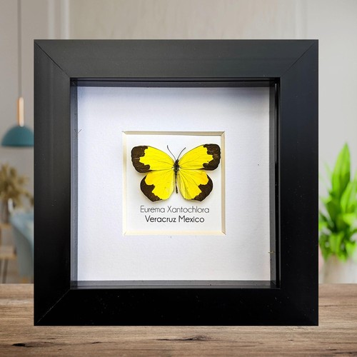 Eurema xantochlora butterfly - eurema,