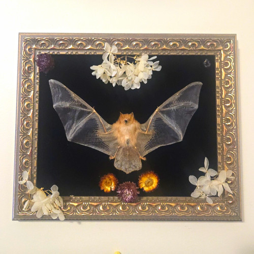 Framed bat shadow box - bat,