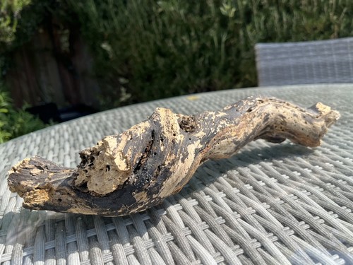 37cm gnarled driftwood - gnarled,