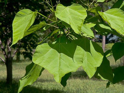 Catalpa bignonoides indian - bignonoides, (indian