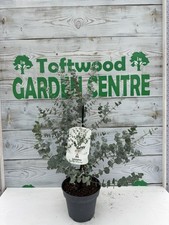 1 × Eucalyptus gunnii ‘Blue Ice’ – Cider Gum – 3 L Pot (Approx. 50 cm tall)