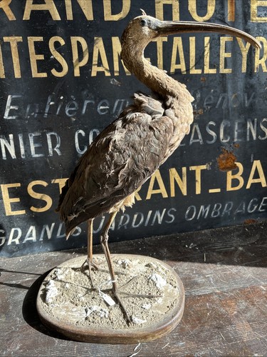 Ibis ridgway taxidermy bird - taxidermy,