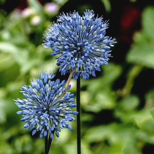 Allium caeruleum azureum bulbs - azureum,