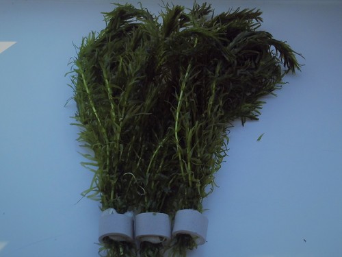 Bunches egeria densa - bunches,