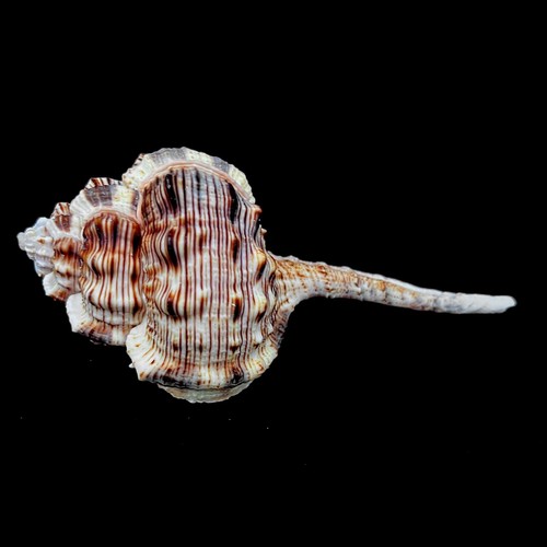Murex haustellum snipe - murex,