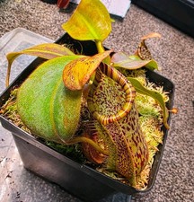 Nepenthes N. burbidgeae x