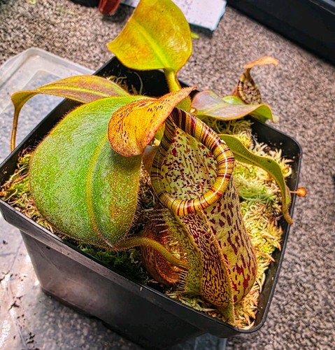Nepenthes burbidgeae x - burbidgeae,
