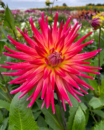 Dahlia bora - or, 5