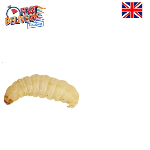 15g pack waxworms - 15g,