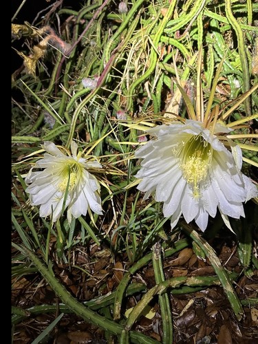 Queen the night blooming - queen, of