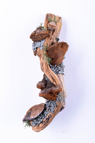 Moss driftwood mushroom - moss,