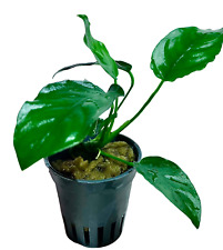 Anubias nana live aquarium plant FREE SHIPPING Europe