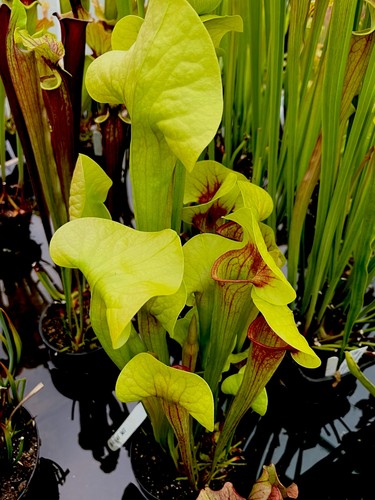 Sarracenia hybrid seed grown - sarracenia,