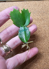 VIBRANT PINK Christmas Cactus