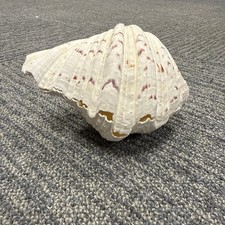 FULL Bear Paw Clam Shell - Top