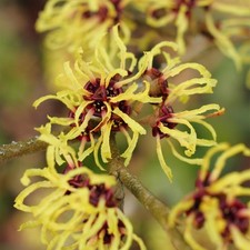 Hamamelis Pallida -  Witch