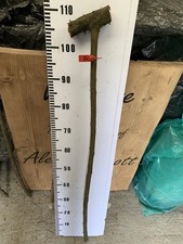 1.1MM Blackthorn Shank Walking Stick Knob - 40mm Knob