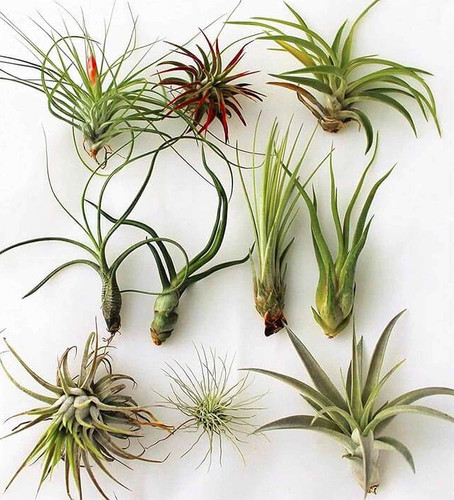 Air plant pack - air, keep