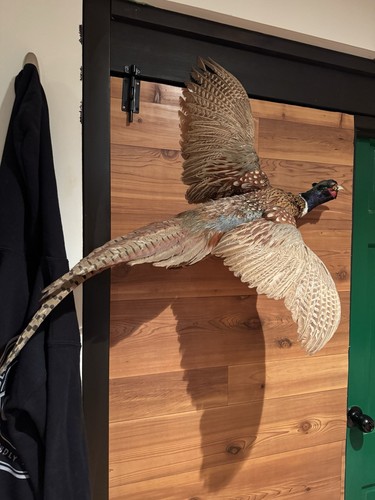 Vintage pheasant wall mount - pheasant,
