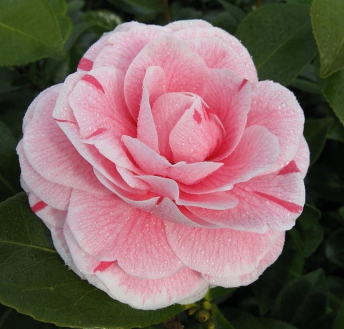 Camellia jap bonomiana - camellia,