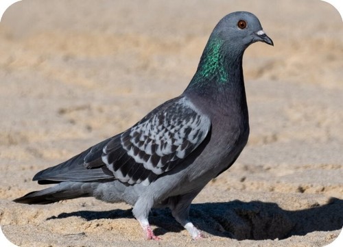 Pigeon rectangle aluminium - pigeon,