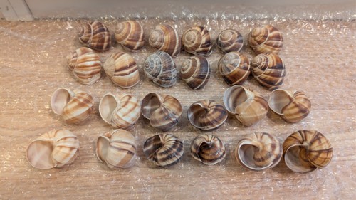Sabarot snail shells - sabarot,