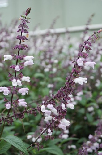 Salvia waverley - salvia,