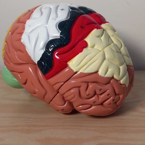 Human brain model anatomy - model,