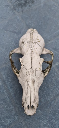 Real fox skull genuine - real,