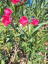 Oleander Tree 180cm tall 