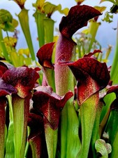 Sarracenia Willisii x Minor