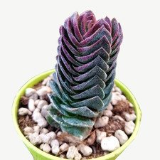 Crassula ‘Buddha’s