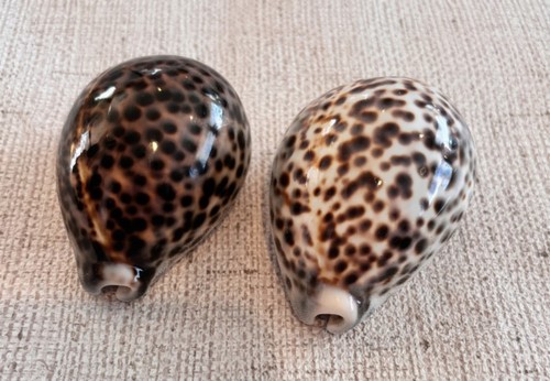 Two tiger cowrie sea - two,