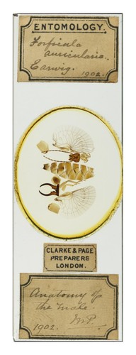 Antique microscope slide - slide, by