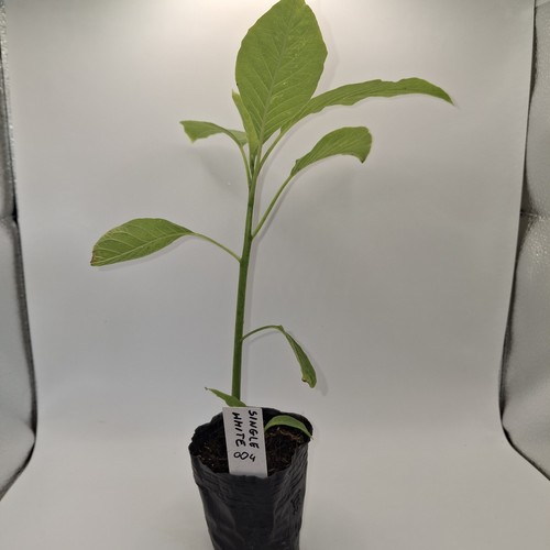 Brugmansia single white - single,