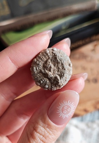 Echinoid fossil sea - echinoid, urchin