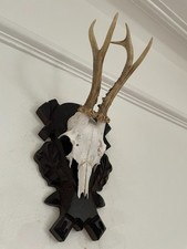 Mounted Antlers of a  Roe Deer