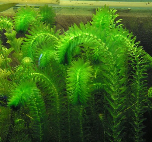 Elodea densa oxygenating - densa, –