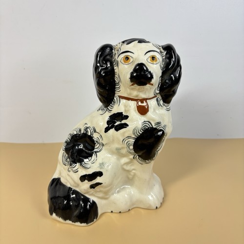 Staffordshire spaniel wally - staffordshire,