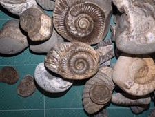 Mixed Lotf WhitbyJurassic