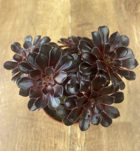 Aeonium arboreum schwartzkopf - arboreum,