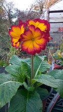 X3 Yes THREE Polyanthus