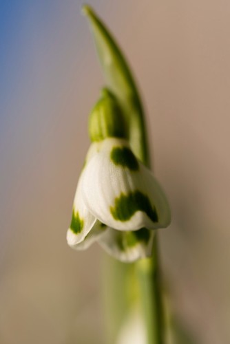 Galanthus lucy snowdrop bulb - galanthus,