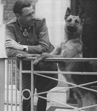 WW2 Photo WWII German Shepherd