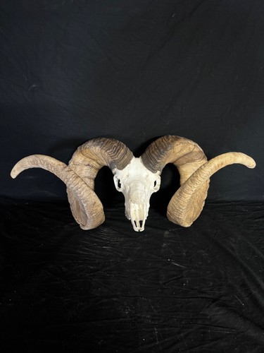 Giant dall sheep ram - , 51”