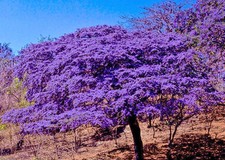 Holywood lignum vitae Guaiacum sanctum, Exotic florida wood rare seed 10 seeds