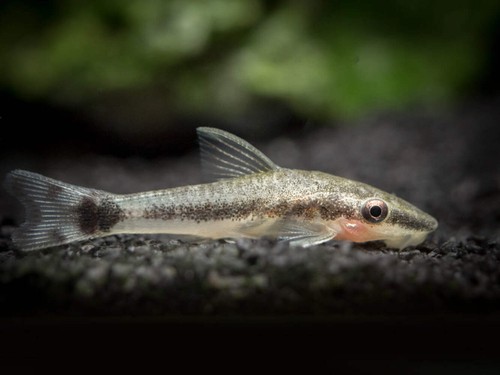 Otocinclus catfish - otocinclus,