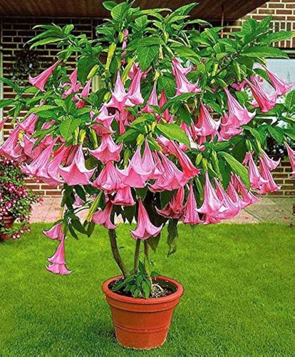 Angel trumpet bonsai tree - angel's,